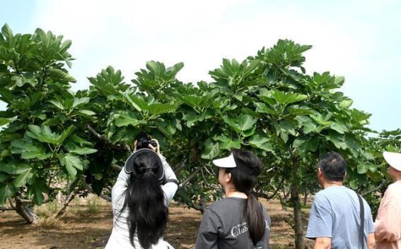 荣成无花果丰收季节：游客纷至沓来，果农忙碌不已