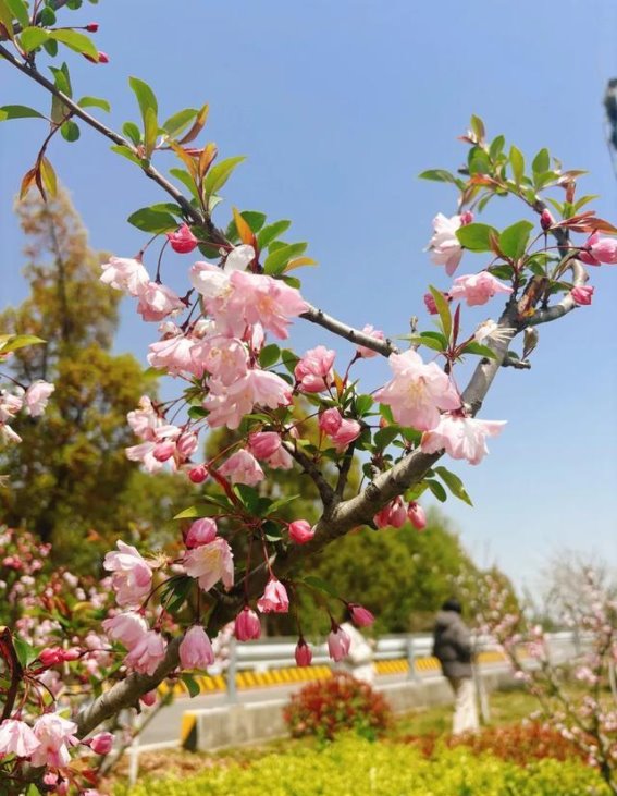春风十里太浦河：一场春日绿意的心灵漫游