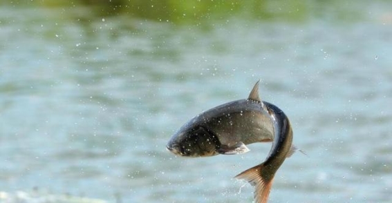 鱼类烂鳃病的成因与有效防治方法