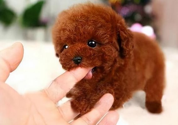 揭秘泰迪舔人行为的六种含义