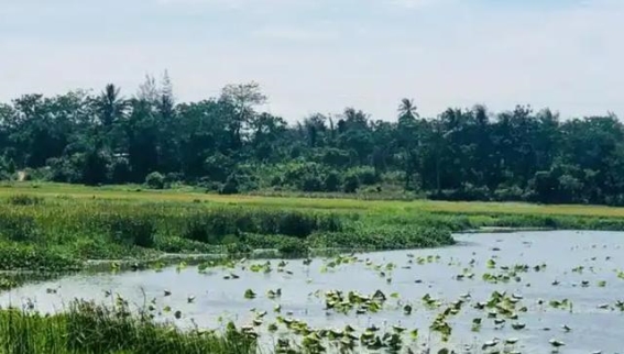 梦寻家乡东北角的湿地