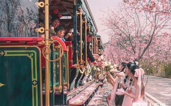 樱花与火车的邂逅：凤龙湾春日之旅