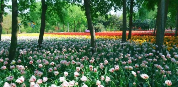 大风过后，花海依旧：郑州春花的坚守与告别