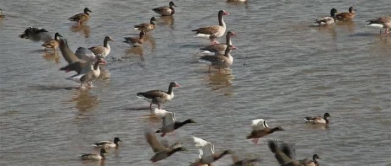 山丹湿地的秋日诗意：候鸟翔集与自然和谐共舞