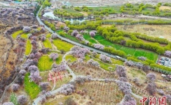 西藏林芝桃花盛开，文化与自然交织成诗