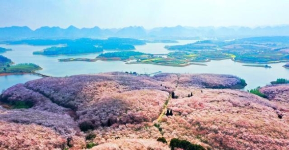 贵州安顺平坝樱花园：一场梦幻般的春日邂逅