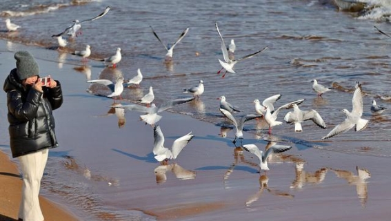 海鸥与冬日的邂逅：秦皇岛金梦海湾的冬季奇景