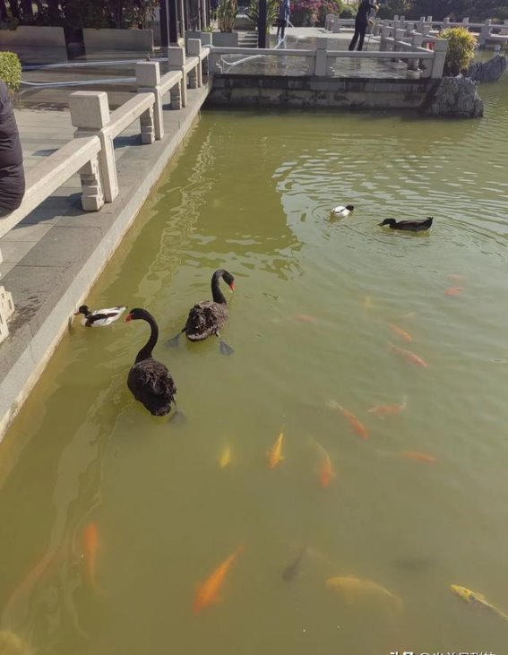 珠海冬日黑天鹅的悠闲时光