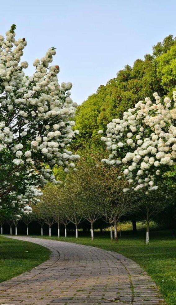藏不住了！莘庄梅园的木绣球花海成了春日打卡新地标