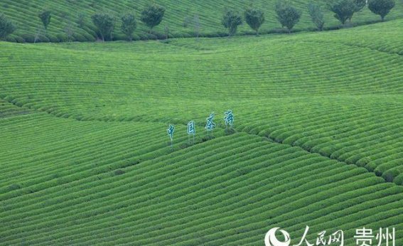 贵州湄潭：茶旅融合描绘的新画卷