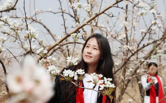 千树梨花竞放，滨海镇打造“颜值经济”新亮点