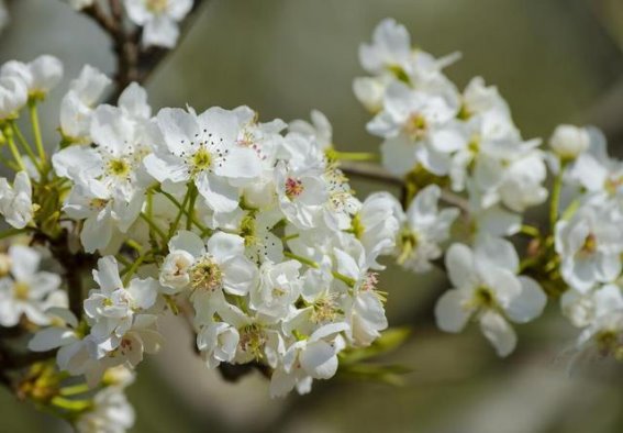春日梨花，白雪如梦