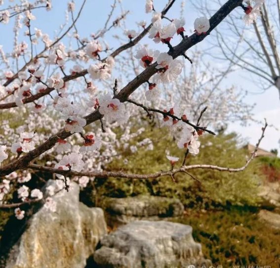 春日的花语：三月繁花似锦，邀你共享花间盛宴
