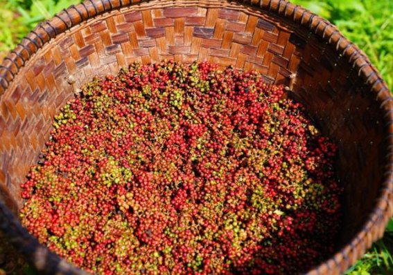 花椒抗衰老：科学研究与日常饮食的距离