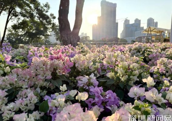 坪山簕杜鹃花海：冬日浪漫与自然之美的完美邂逅