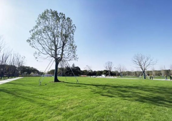 科技赋能城市绿色未来：探秘上海前湾公园建设之路