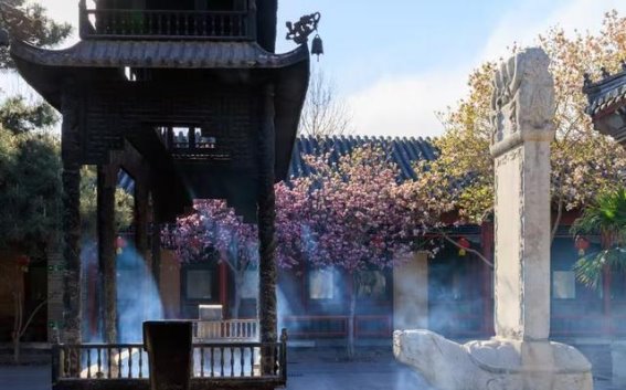 京西潭柘寺二乔玉兰盛开，春日赏花正当时