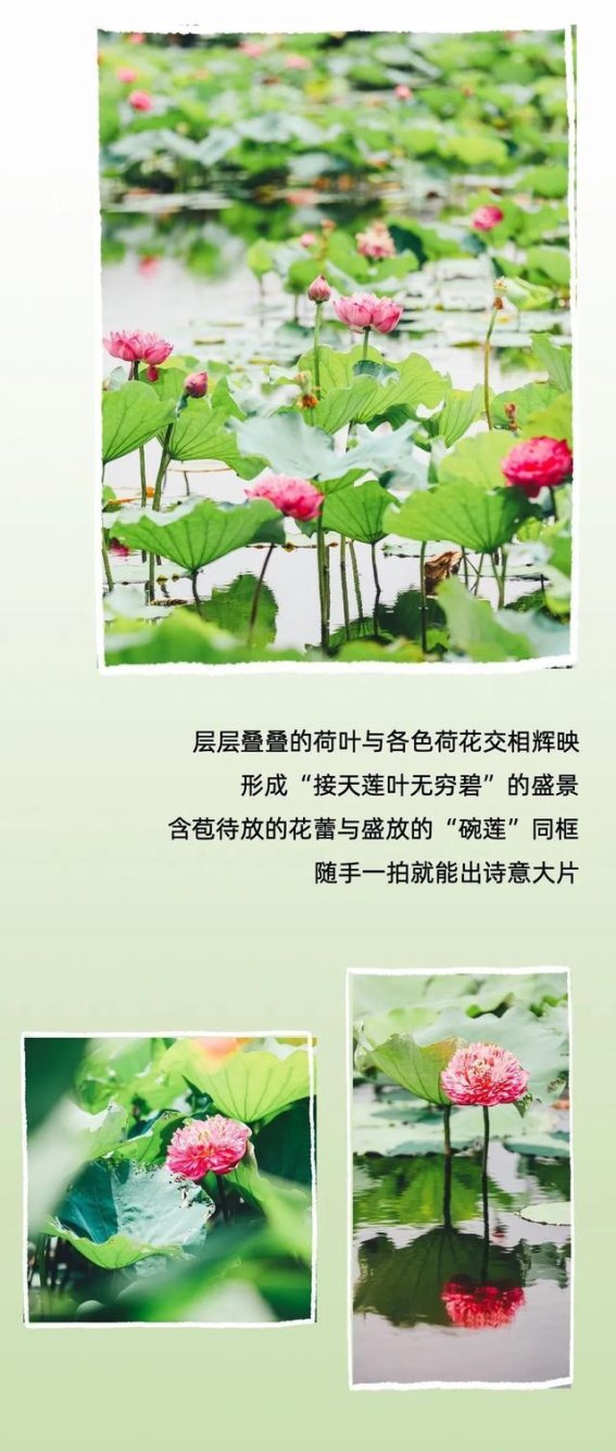 深圳坪山碧岭荷塘：藏在夏日里的温柔秘境