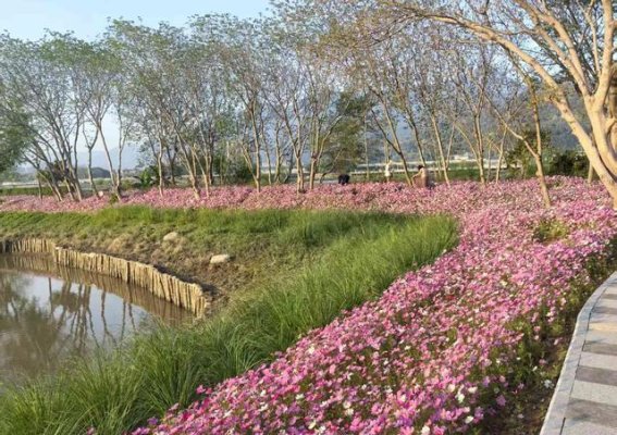 花海里的格桑花