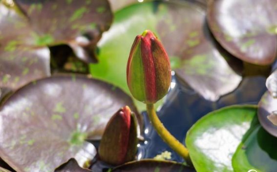 昆明大观楼双色睡莲万维莎盛开，湖光山色如诗如画