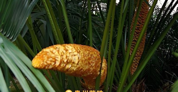 你以为的贵州兴义万峰林只是普通山峰？大错特错！