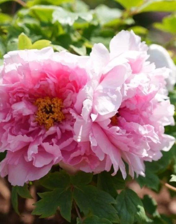 千年凤丹，春风拂过凤凰山