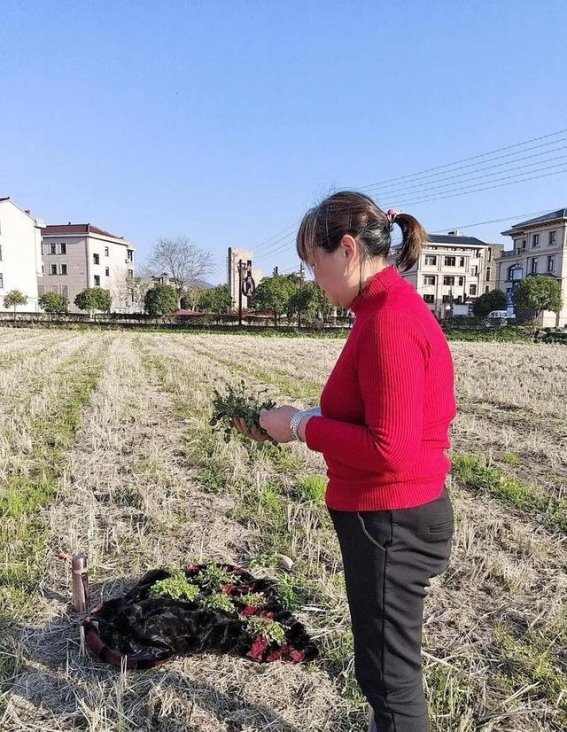 五种危险的野菜，快告诉家里的老人别再误食了