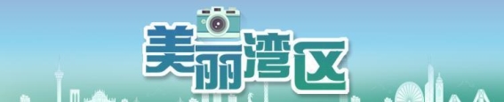 拥抱阳光，迎接新年——东莞万江向日葵花海的金色奇迹