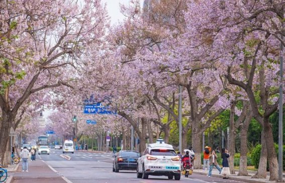 2025北京经开区泡桐花季：科技与自然的春日交响