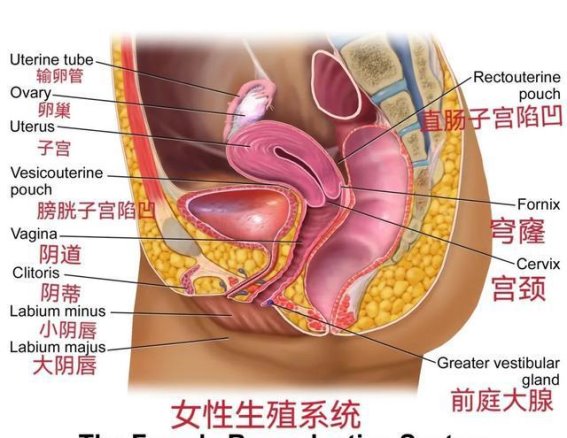 女性小肚子真的是为了保护子宫和卵巢吗？医生提醒：过多脂肪对健康危害巨大！