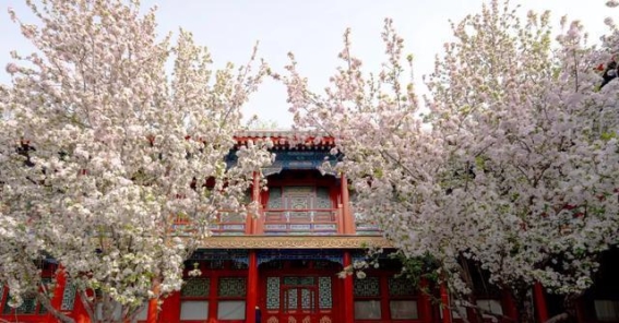 西府海棠的春色长忆——总理与海棠的岁月印记