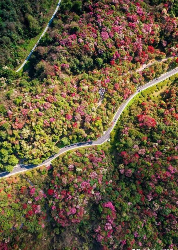 在这片18万亩的杜鹃花海中，你会发现什么是春天的真正美丽