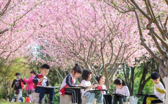春光乍泄，花开满枝头：走进春天的怀抱