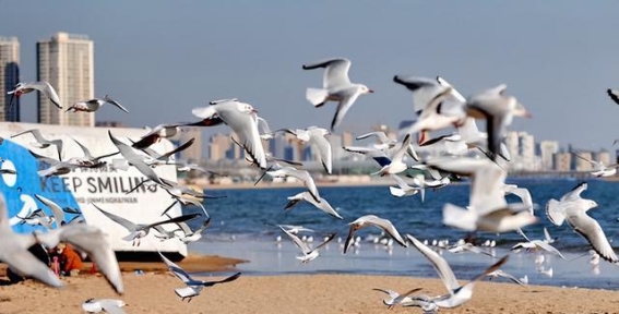 冬日海鸥翱翔秦皇岛，金梦海湾沙滩成风景