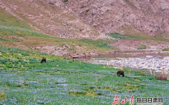 2025甘肃生态环保行 冰沟清流与祁连山的绿色复兴