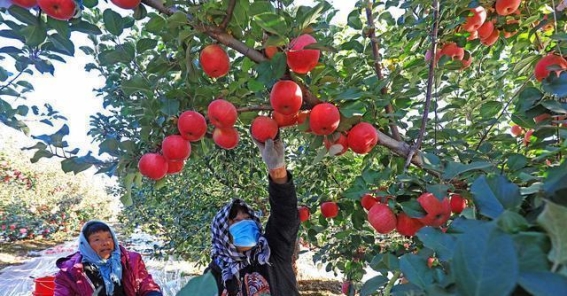 秋日的丰收乐章：福州果园的魅力之旅