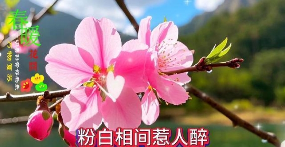 三月桃花，温暖春风中的芬芳