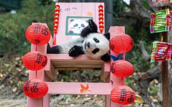 妹猪元宵节，欢乐与温馨交织的团圆盛宴