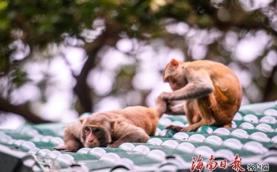 陵水南湾猴岛与北体大阿尔伯塔学院共建教学实践基地：探索“体育+旅游+教育”新模式