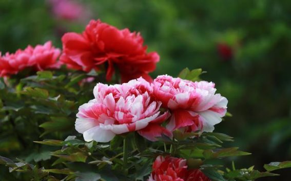 肥城牡丹园的春日绽放