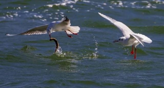 昌邑的冬日生态：海鸥翱翔的美丽画卷
