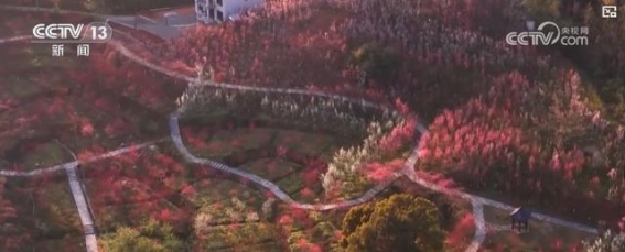 科技创新驱动鲜花产业升级，推动“鲜花经济”持续增长