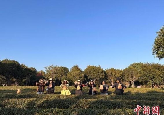 世界青年走进武夷山，领略茶文化的魅力