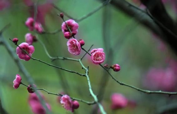 金堂春天里的红梅，带来不一样的温暖