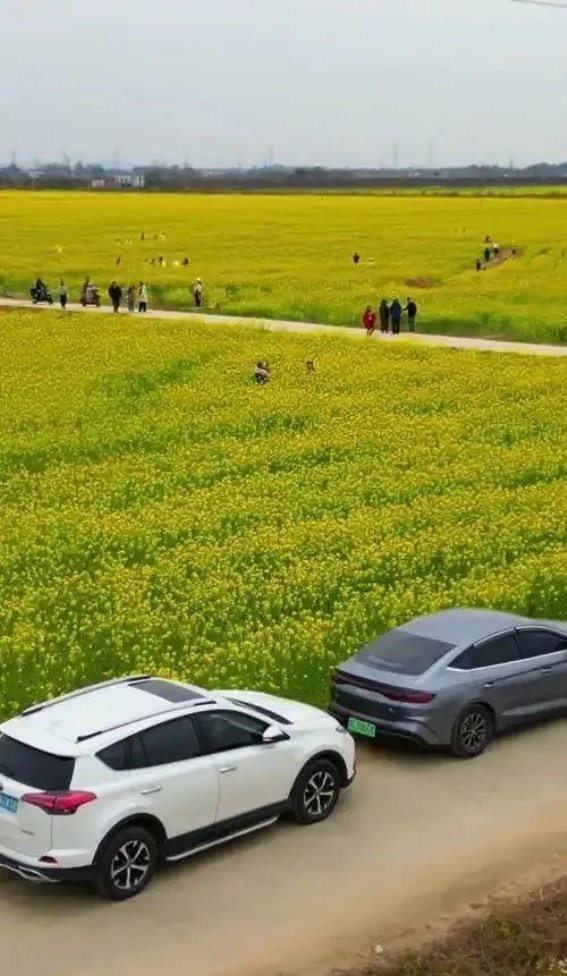 广东的春日花海，藏在这些不为人知的角落里