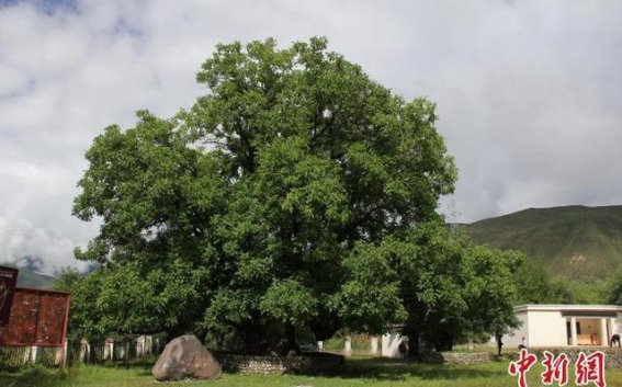 西藏首单古树名木保险落地：古树保护的新篇章