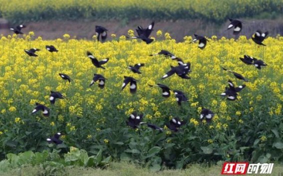 春日的舞者——安仁油菜花海中的八哥群舞