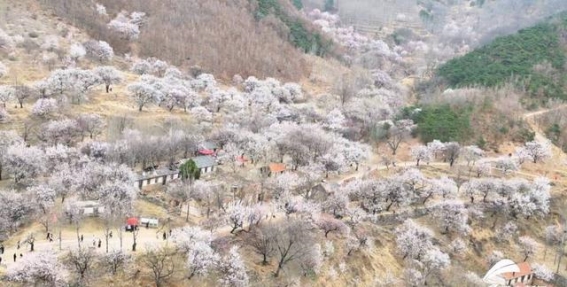 日照驼石沟的杏花盛开：春风里的浪漫