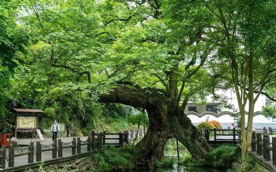 四百年相思