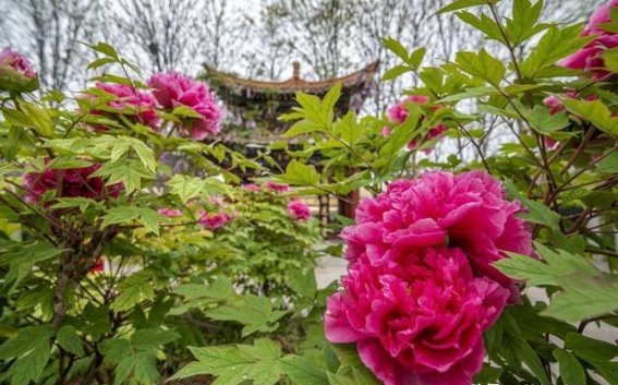 春日绽放，兴庆公园的花海盛宴